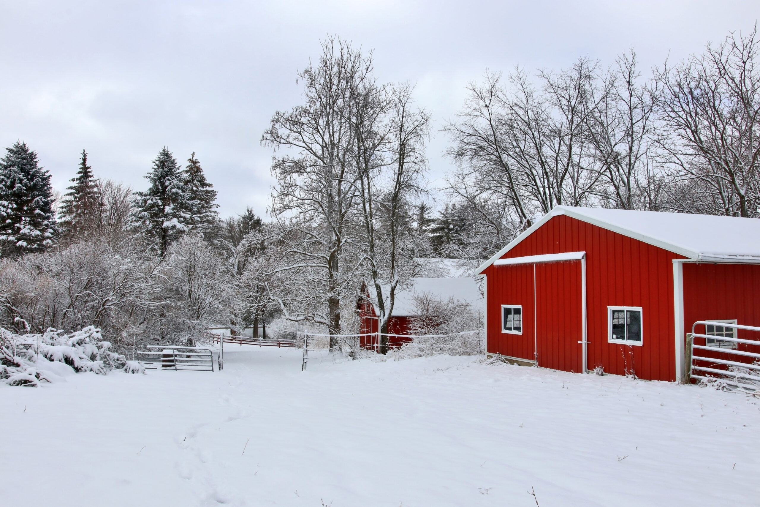 Rural landscape with red barns, trees and road covered by fresh snow. Scenic winter view at Wisconsin, Midwest USA, Madison area.