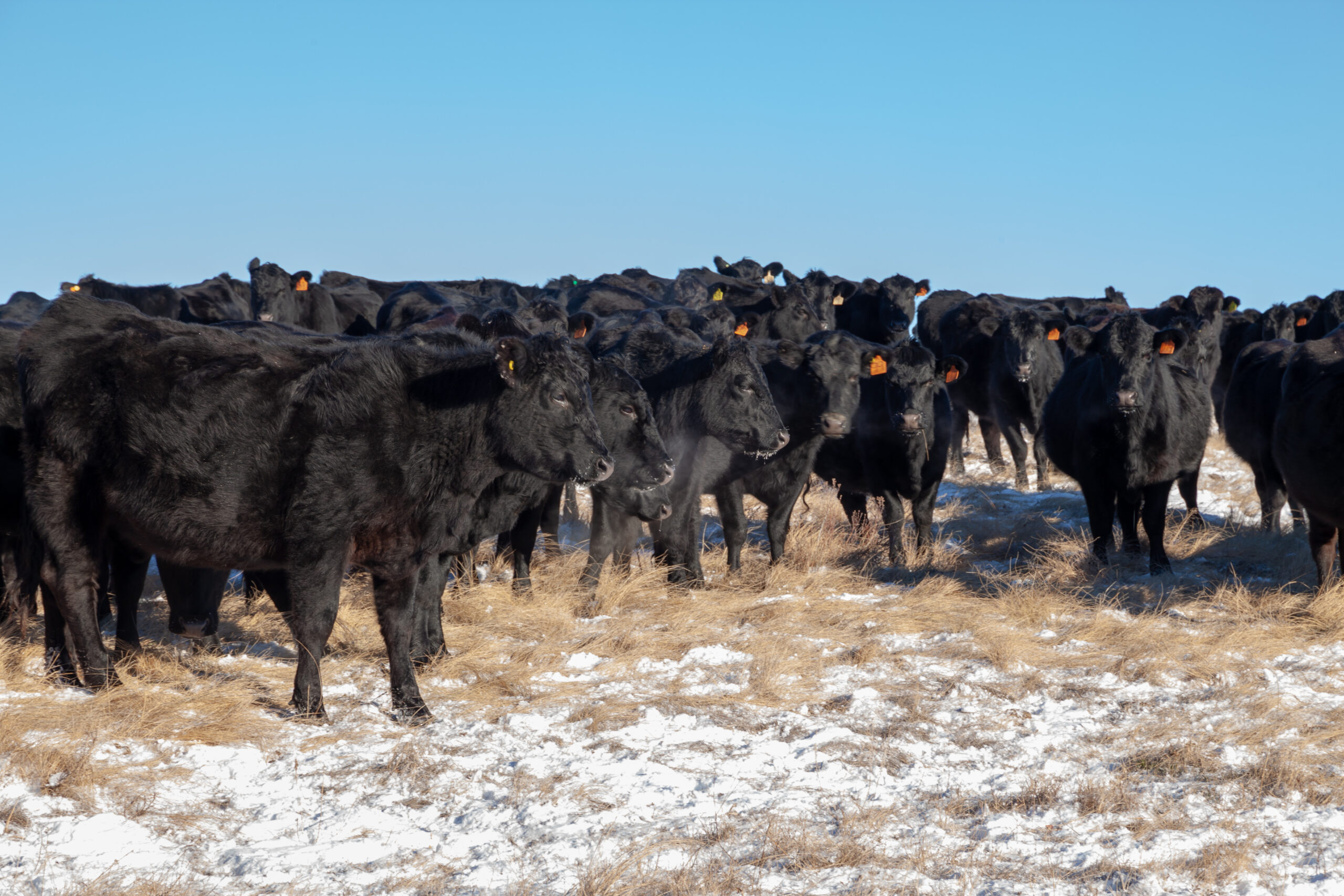 A heard of free range cattle on a ranch in southern Alberta, Canada