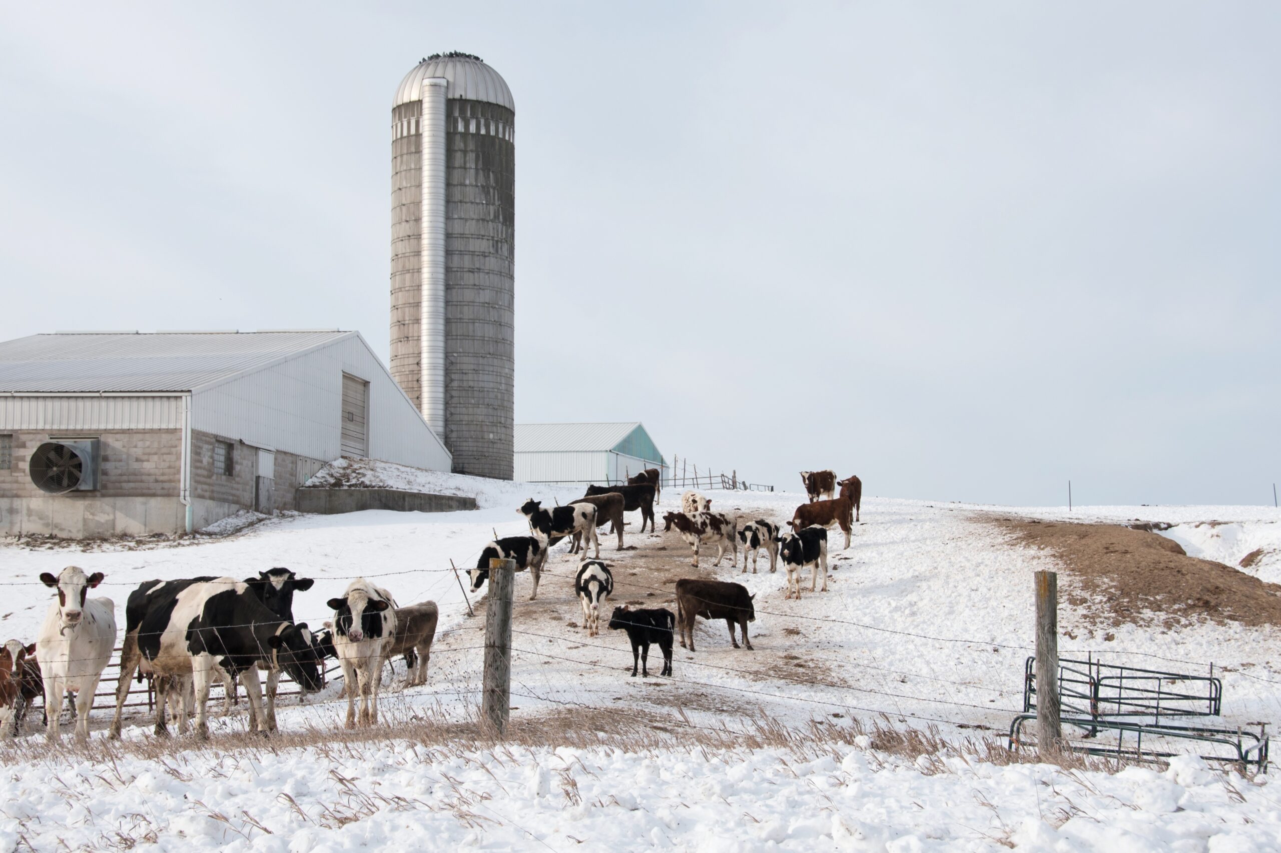 Dairy Farm in Winter